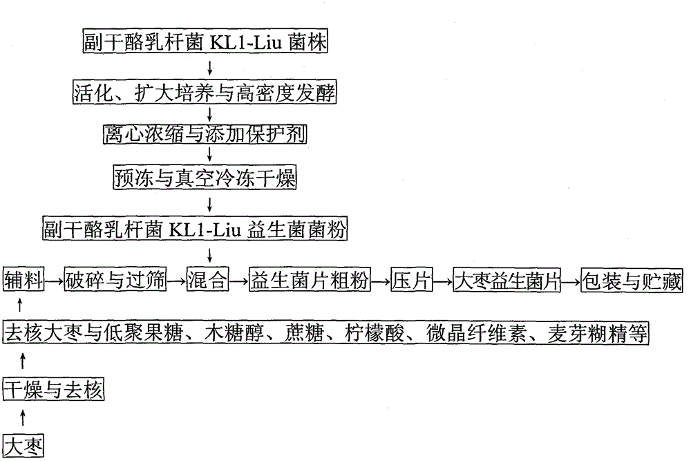 Preparation method of Chinese-date probiotics tablet of lactobacillus paracasei capable of producing bile salt hydrolase