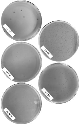 Aeromonas salmonicida bacteriophage, bactericidal composition containing same and application thereof