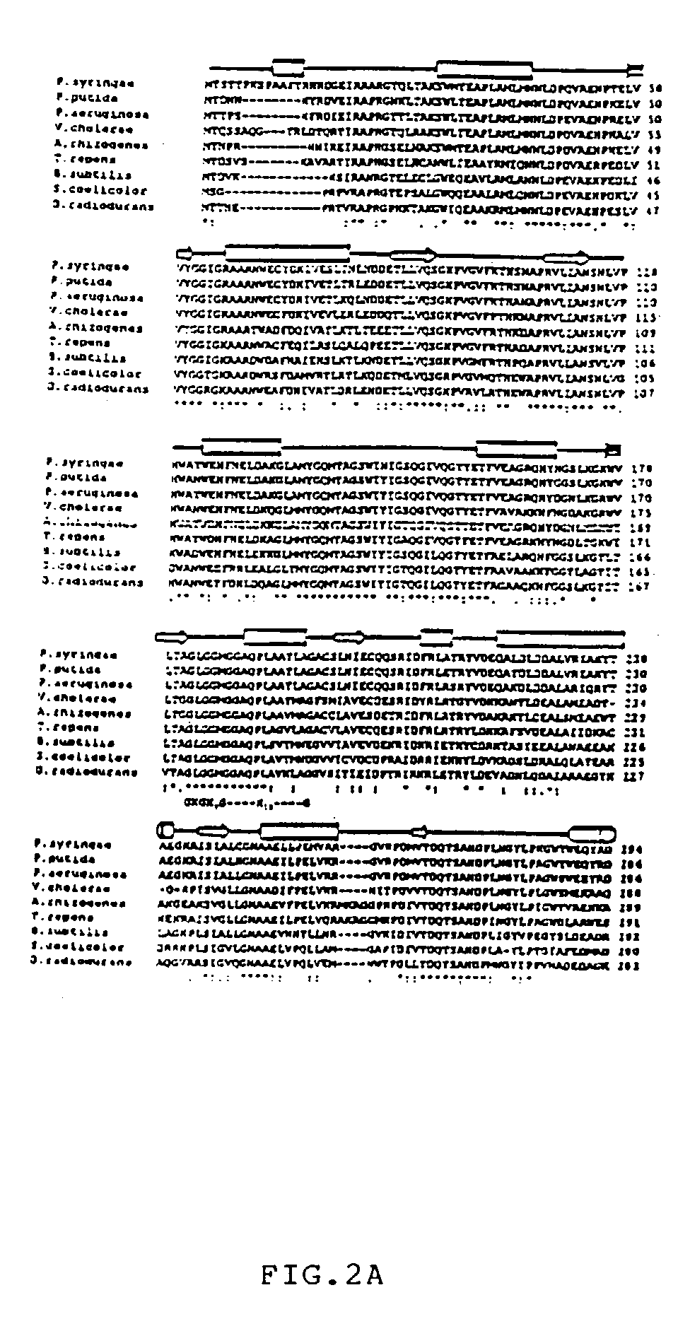 Novel regulatory elements of cold-inducible hutU gene from the Antarctic psychrotrophic bacterium Pseudomonas Syringae