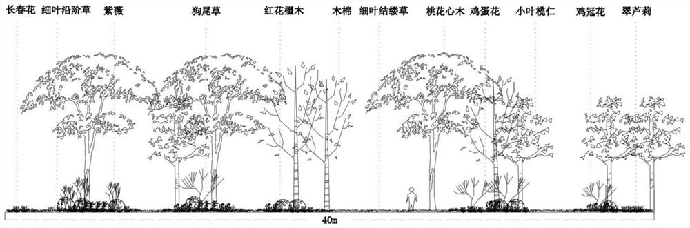 A cooling and wind-guiding plant community in hot and humid areas and its construction method