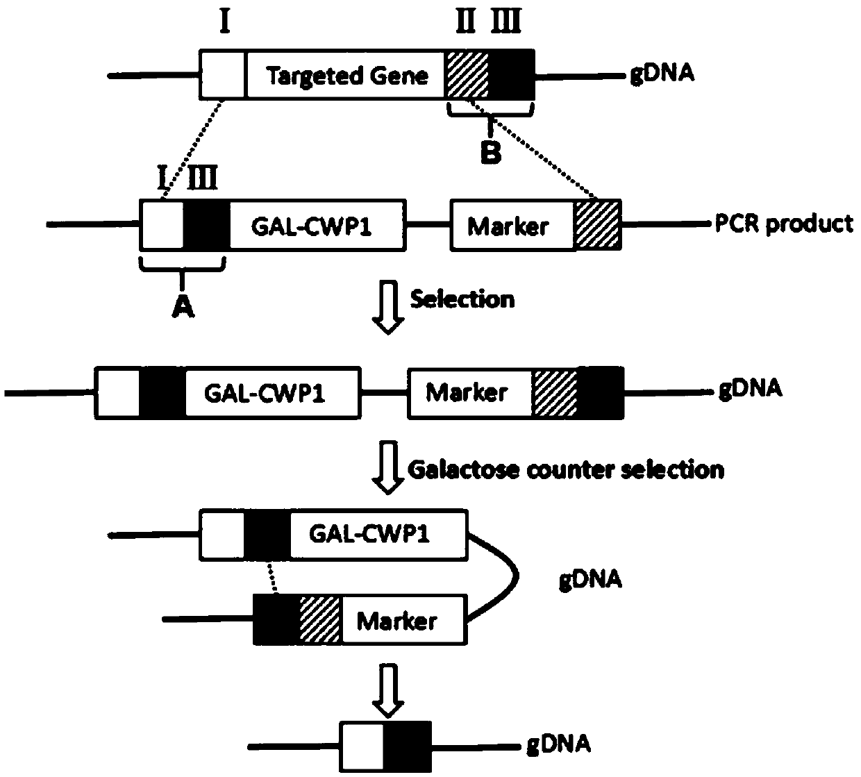 Gene traceless editing carrier and application of gene traceless editing carrier to organism gene editing