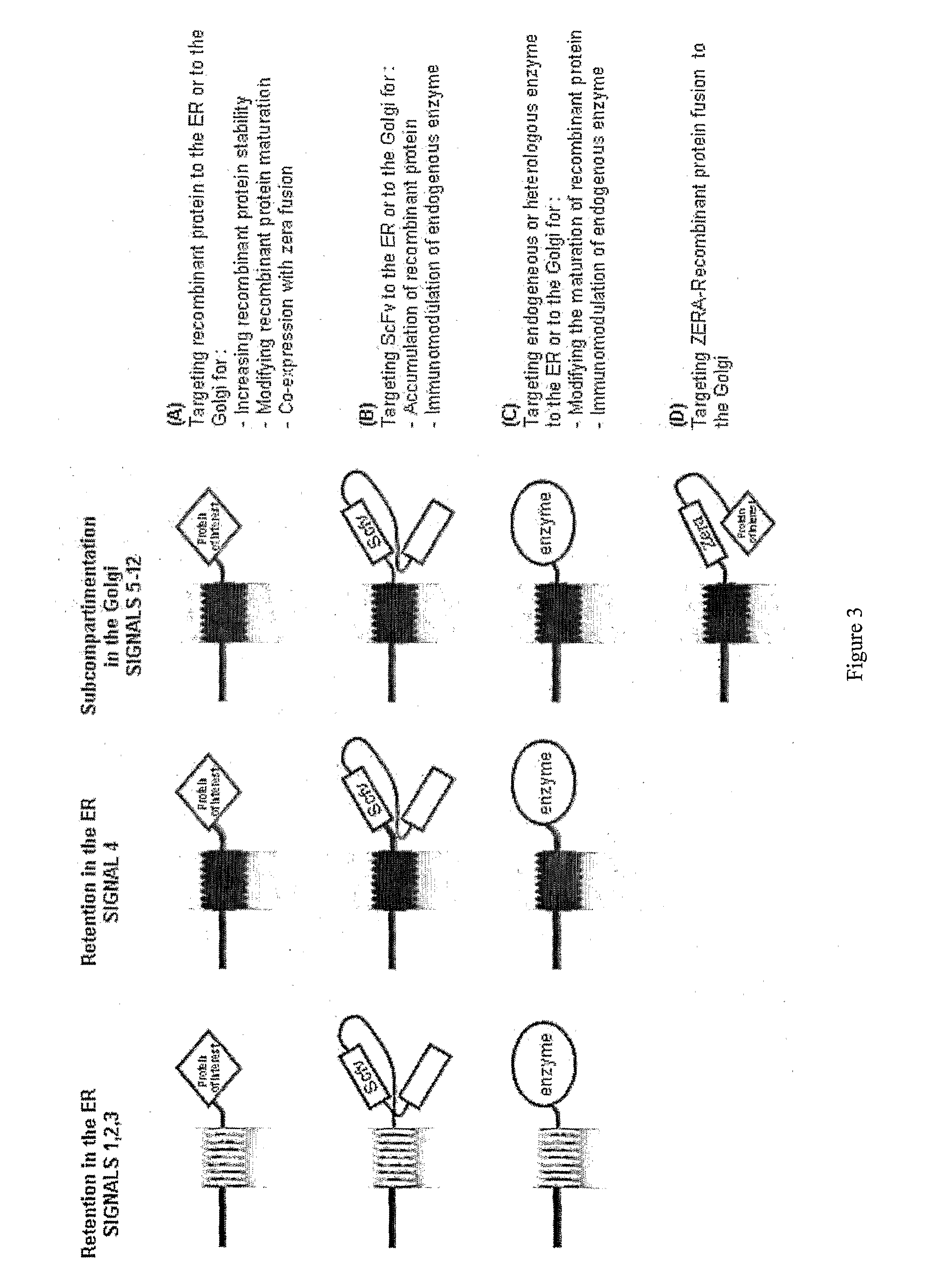 Set of sequences for targeting expression and control of the post-translational modification of a recombinant polypeptide