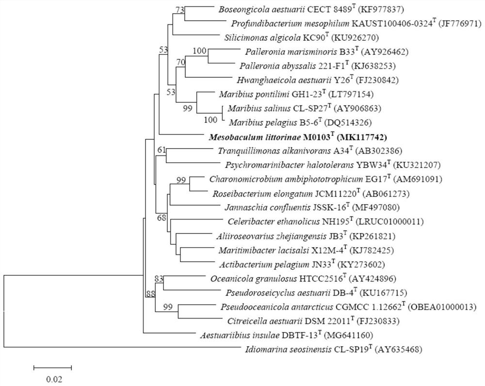 A new genus strain with alginolytic ability and its application to Phaeocystis globosa