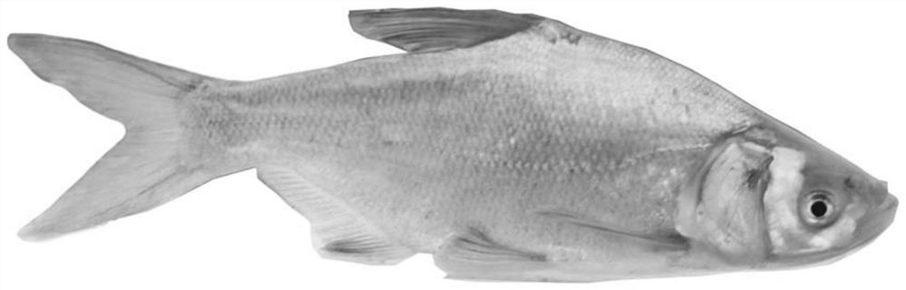 Method for distant hybridization between bighead carp and megalobrama amblycephala subfamilies