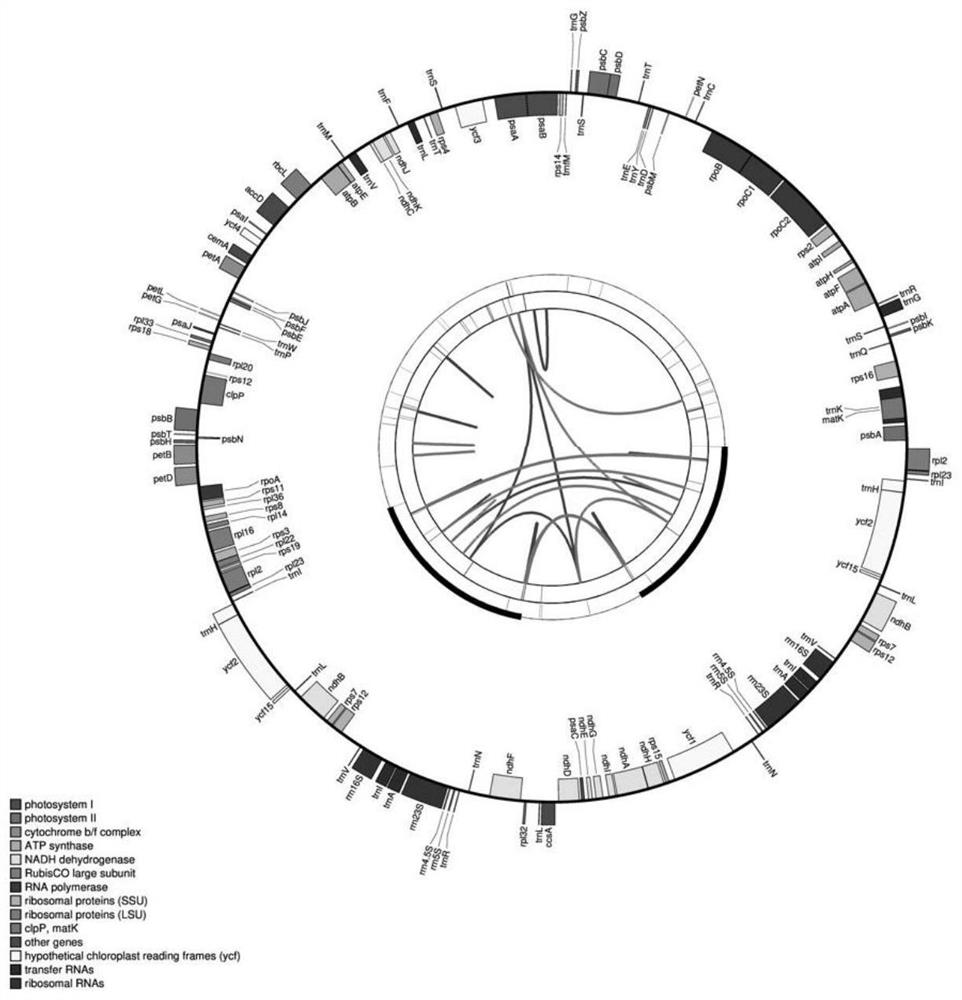 Chloroplast genome of Sancinnamomum huanggong pepper and application thereof