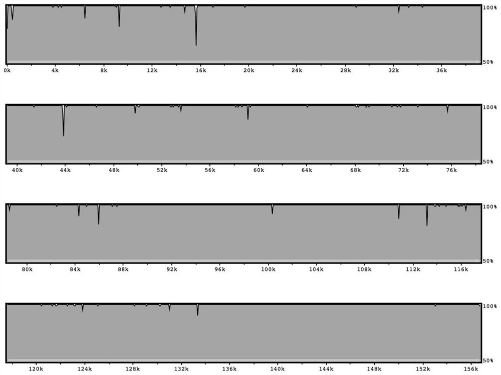 Chloroplast genome of Sancinnamomum huanggong pepper and application thereof