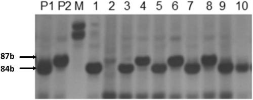 A molecular marker closely linked to rice race-specific blast resistance gene and its application