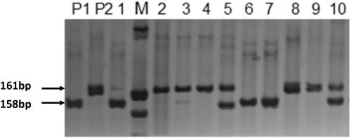 A molecular marker closely linked to rice race-specific blast resistance gene and its application