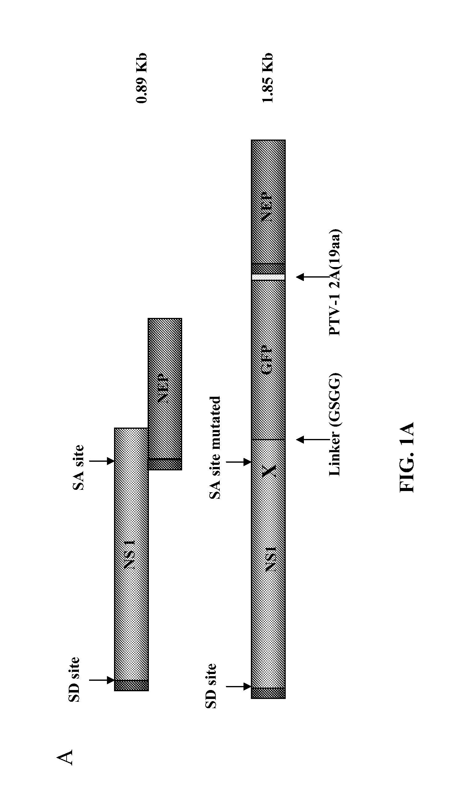 Recombinant influenza viruses and uses thereof