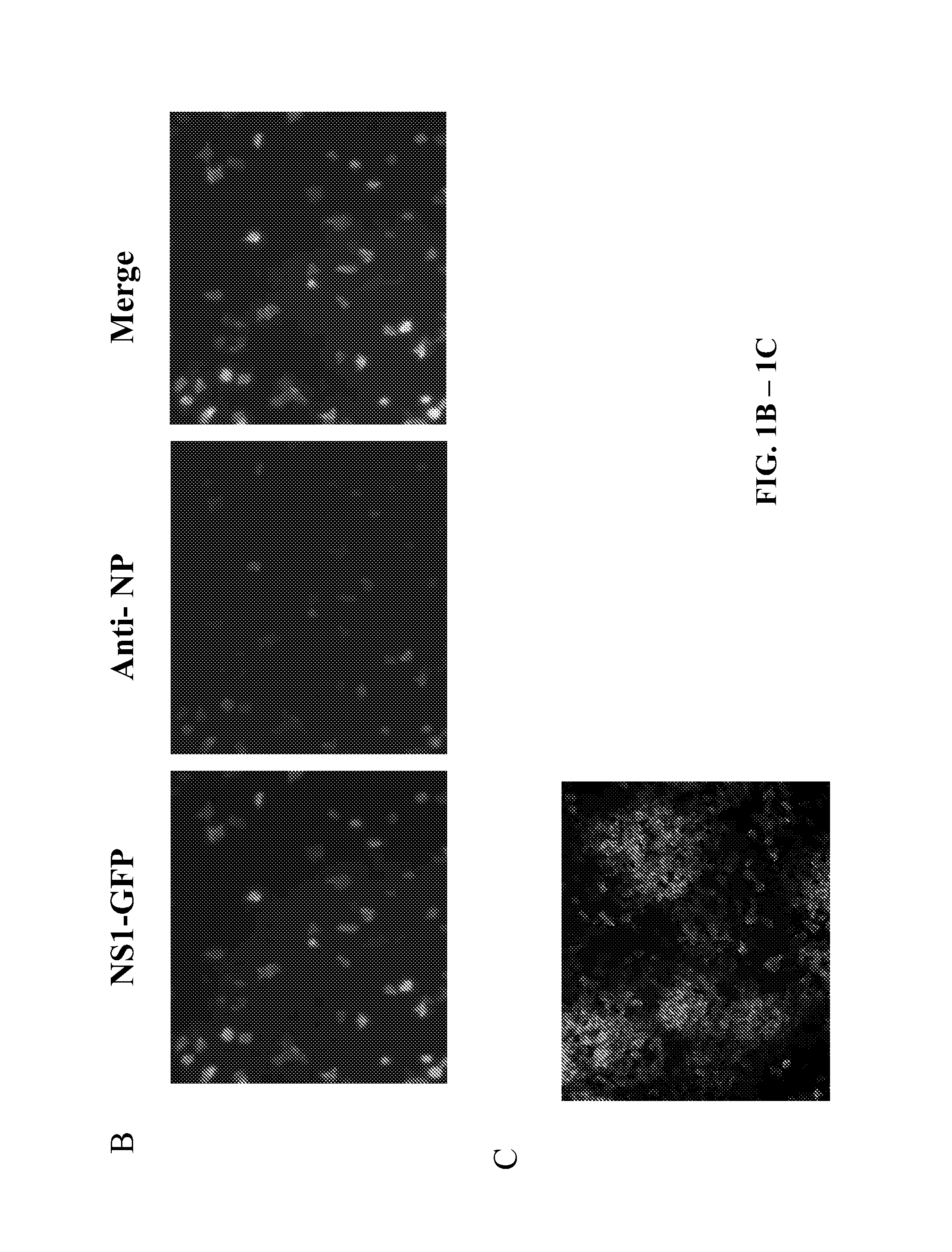 Recombinant influenza viruses and uses thereof