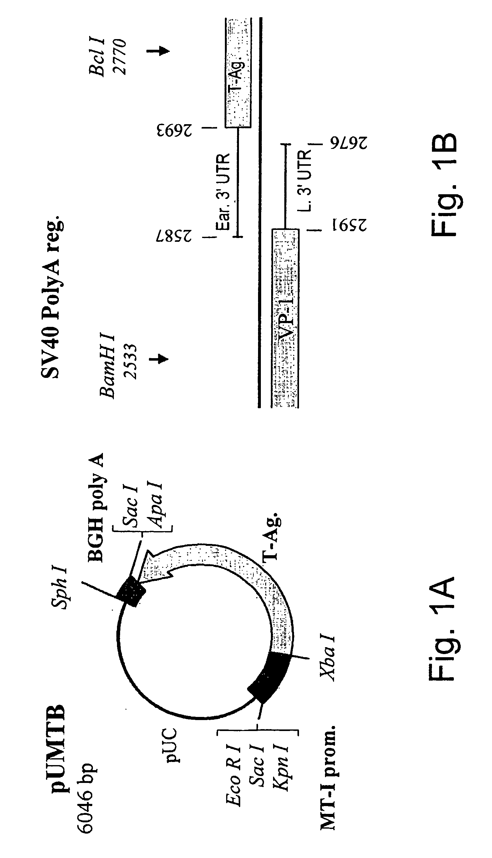 Packaging complementation cell-line for sv-40 vectors