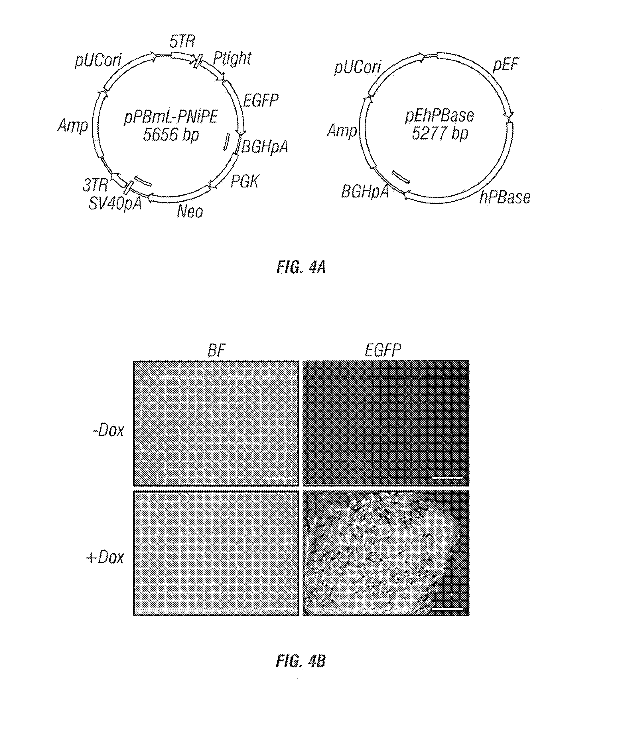 Hematopoietic precursor cell production by programming