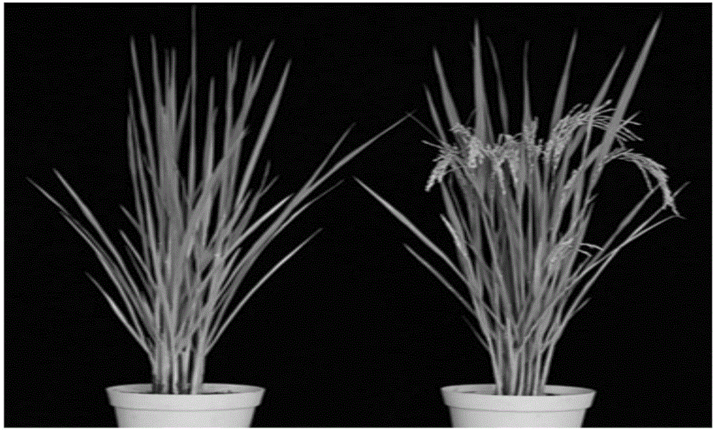 Molecular markers of major QTL for rice heading period and application of molecular marker