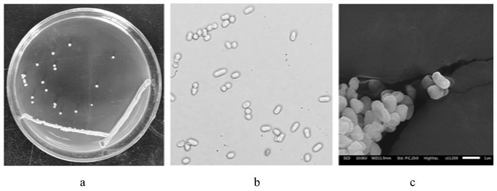 Schizosaccharomyces pombe with high acetic acid tolerance