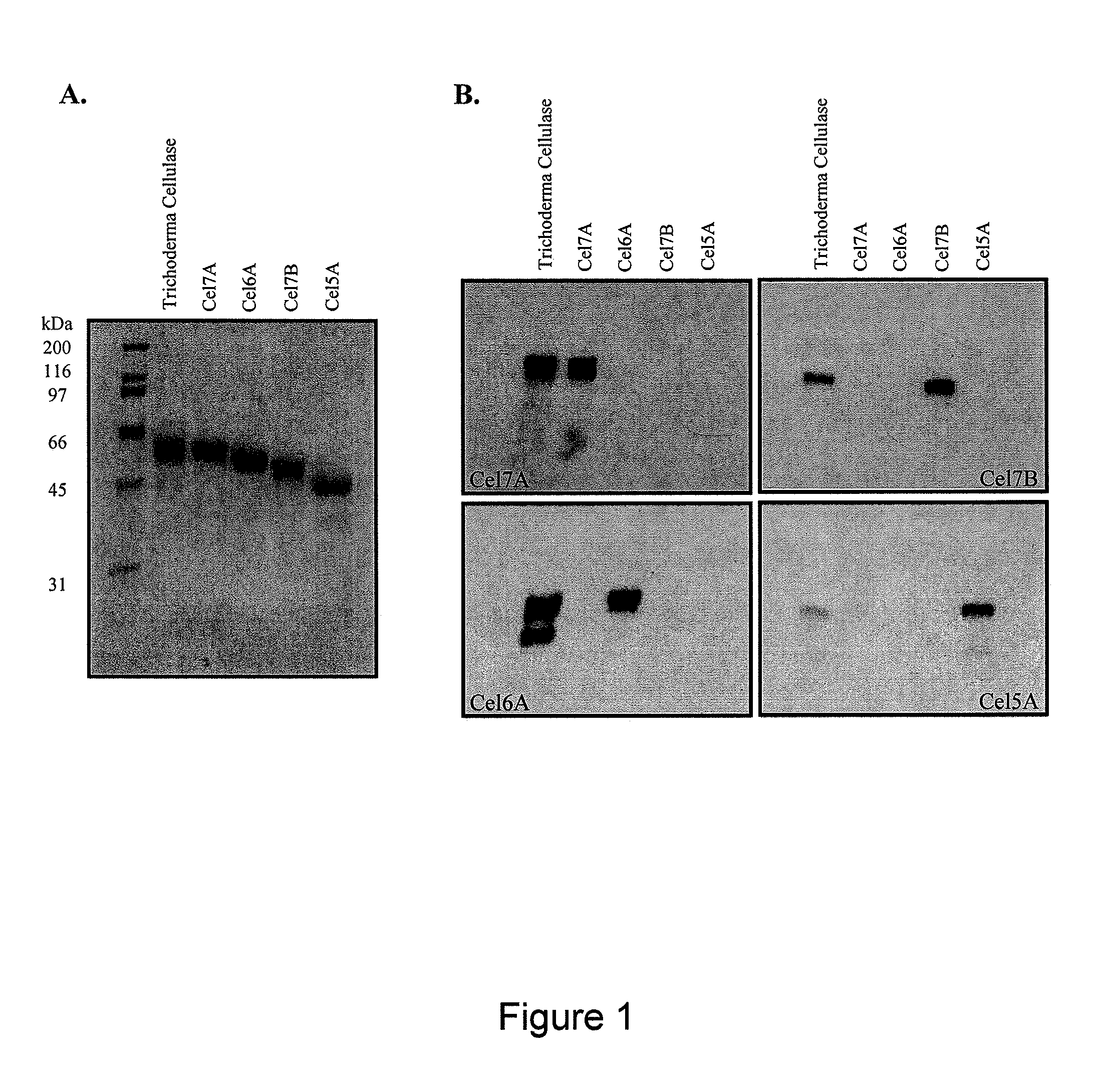 Carbohydate binding modules with reduced binding to lignin