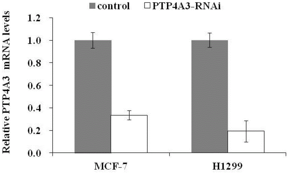 Applications of human PTP4A3 gene and related drugs thereof