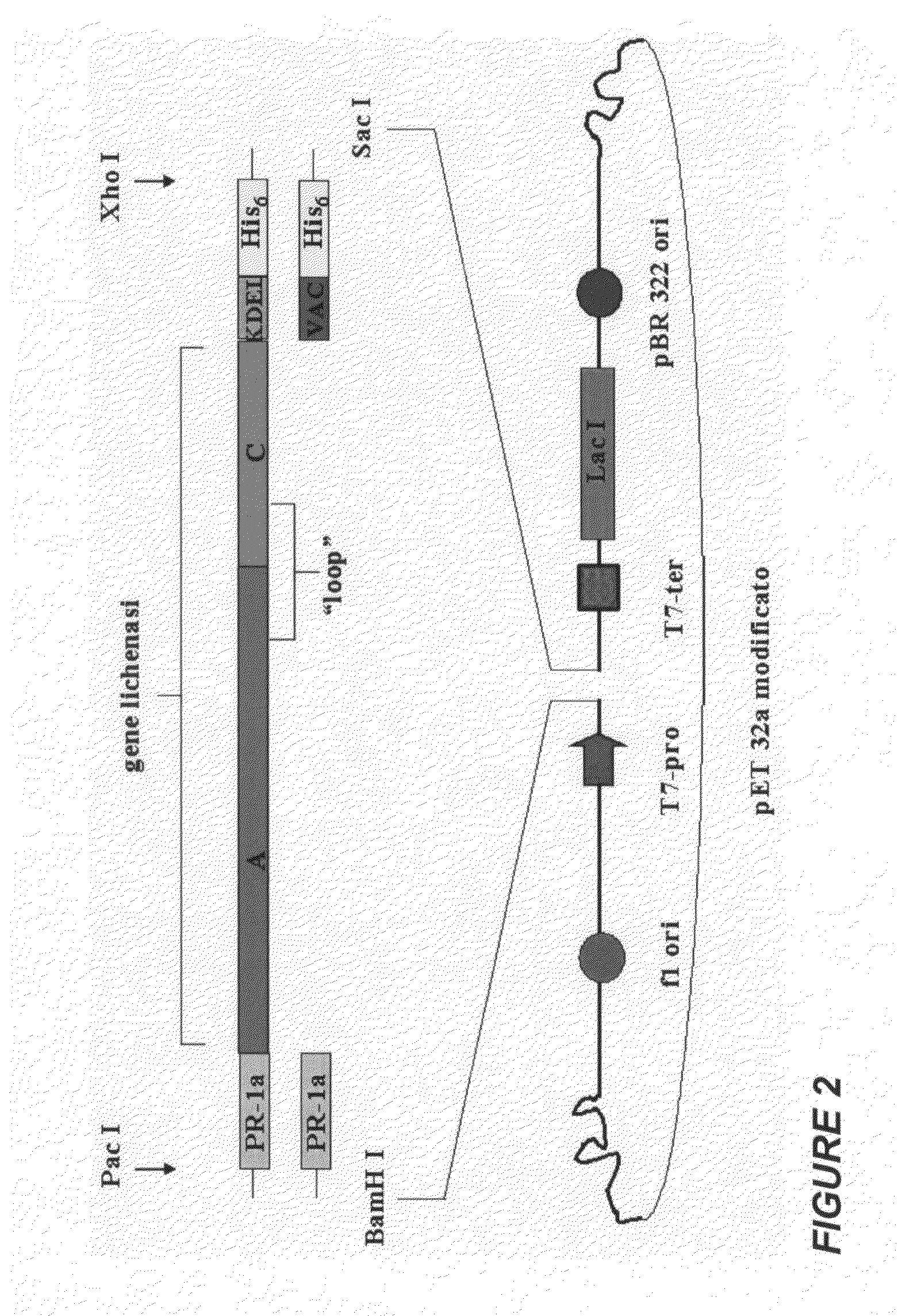 Influenza antibodies, compositions, and related methods