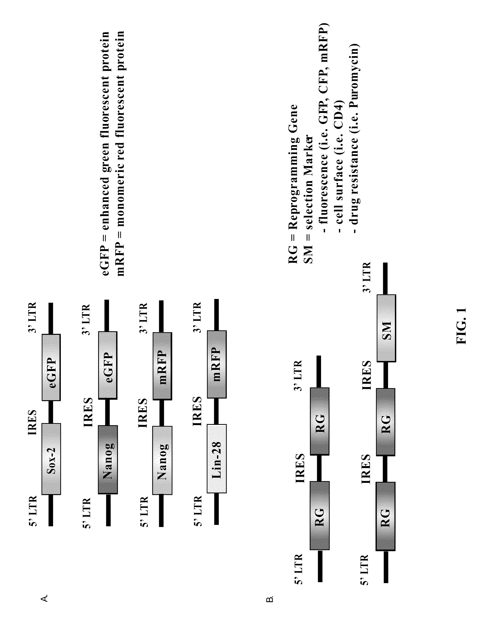 Methods for the production of ips cells