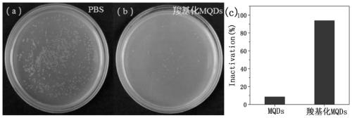 Preparation of antibacterial agent based on MXene quantum dots and antibacterial activity testing method