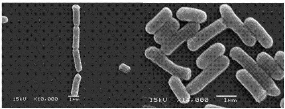 A bacillus subtilis strain and applications thereof