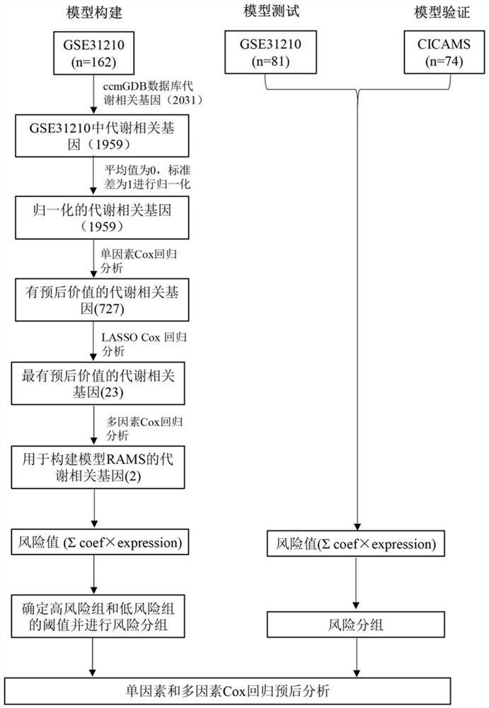 Postoperative recurrence risk prediction system for I-stage lung adenocarcinoma patient and application thereof