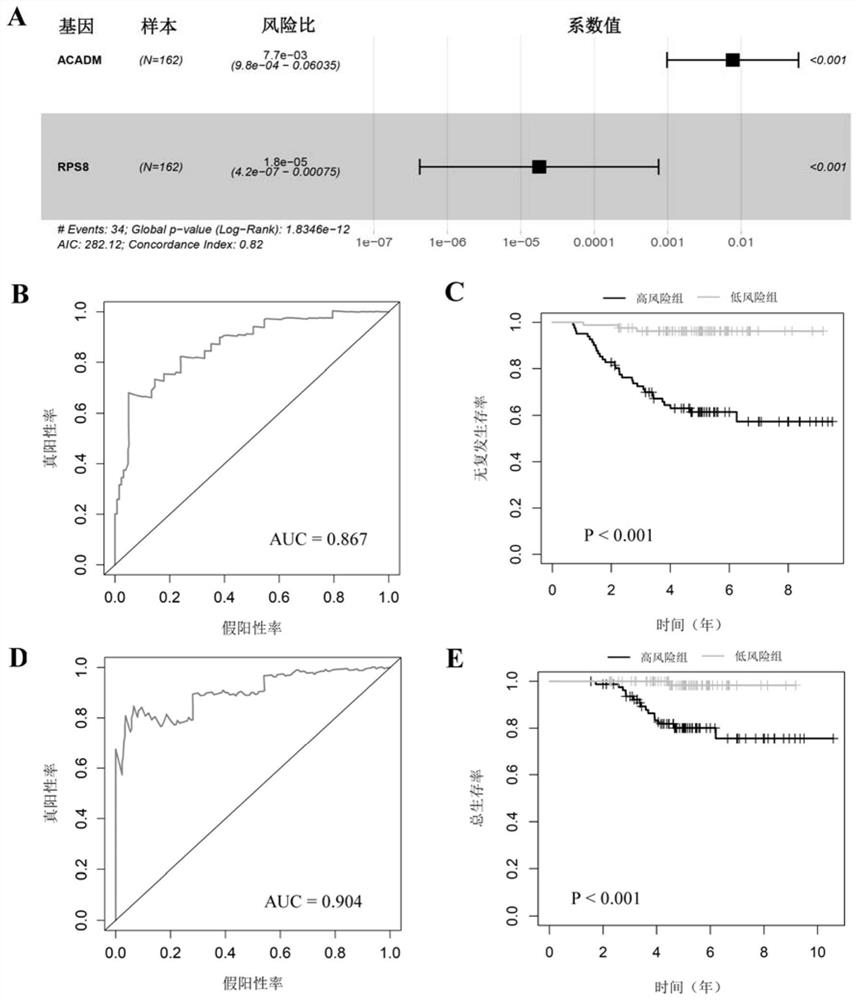 Postoperative recurrence risk prediction system for I-stage lung adenocarcinoma patient and application thereof