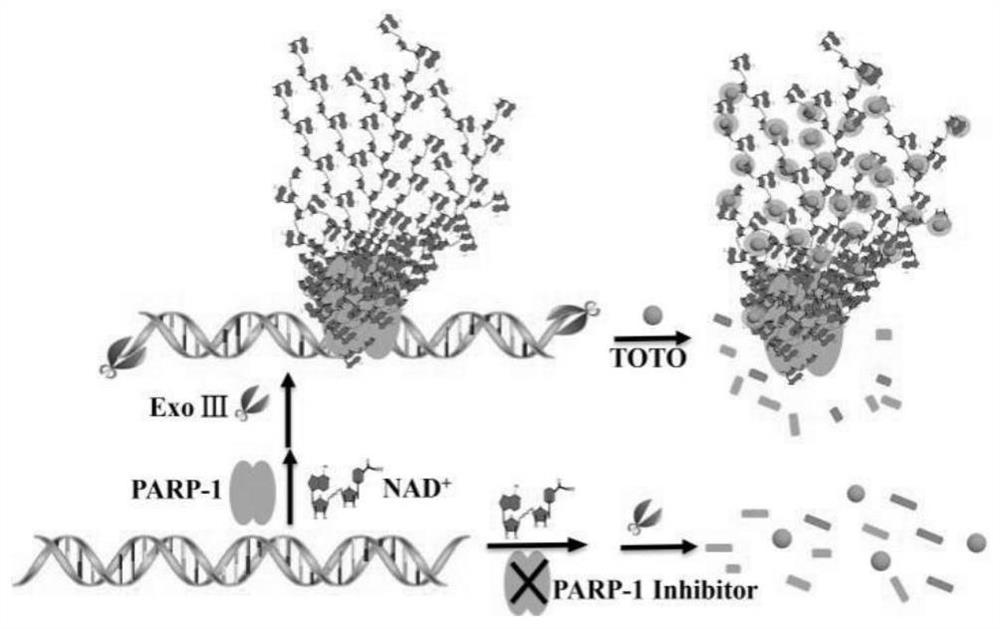 Method for detection of parp-1 activity based on fluorescent dye toto-1 assay