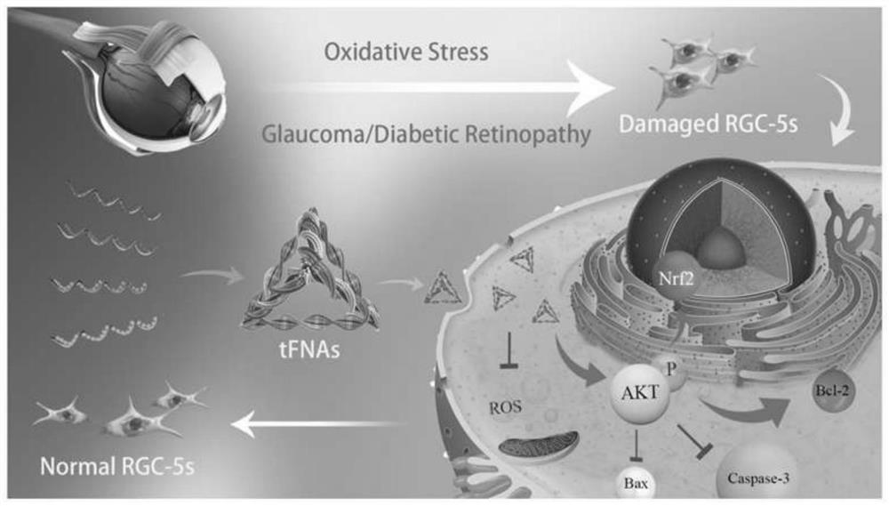 A drug for the prevention of oxidative stress in retinal ganglion cells and wet maculopathy