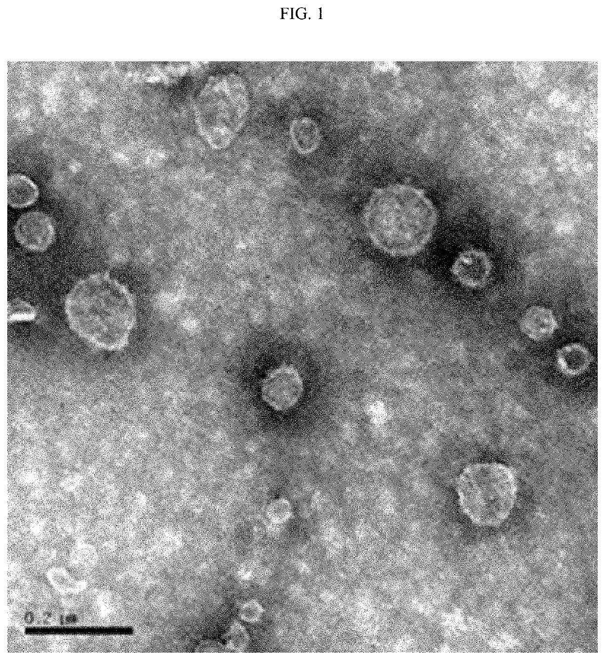 Composition for treating or preventing metabolic disease, containing, as active ingredient, extracellular vesicles derived from akkermansia muciniphila bacteria