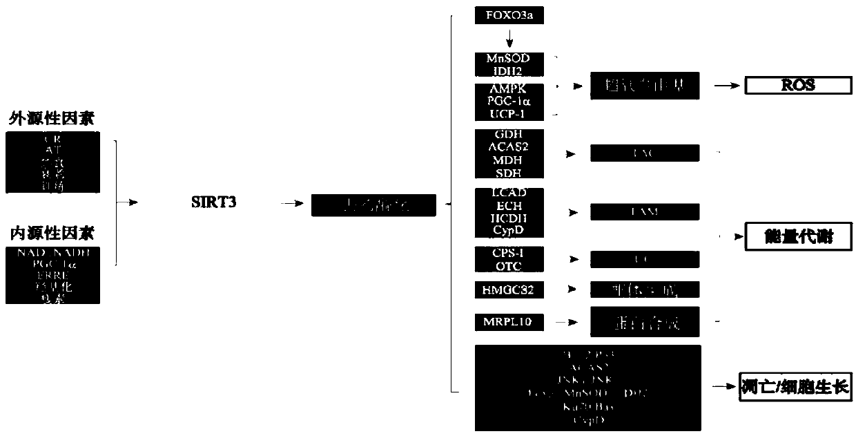 Application of human sirt3 gene in stem cell differentiation inducing