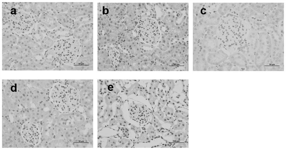 Application, extraction and determination method of raw fructus alpiniae oxyphyllae and salted fructus alpiniae oxyphyllae extract