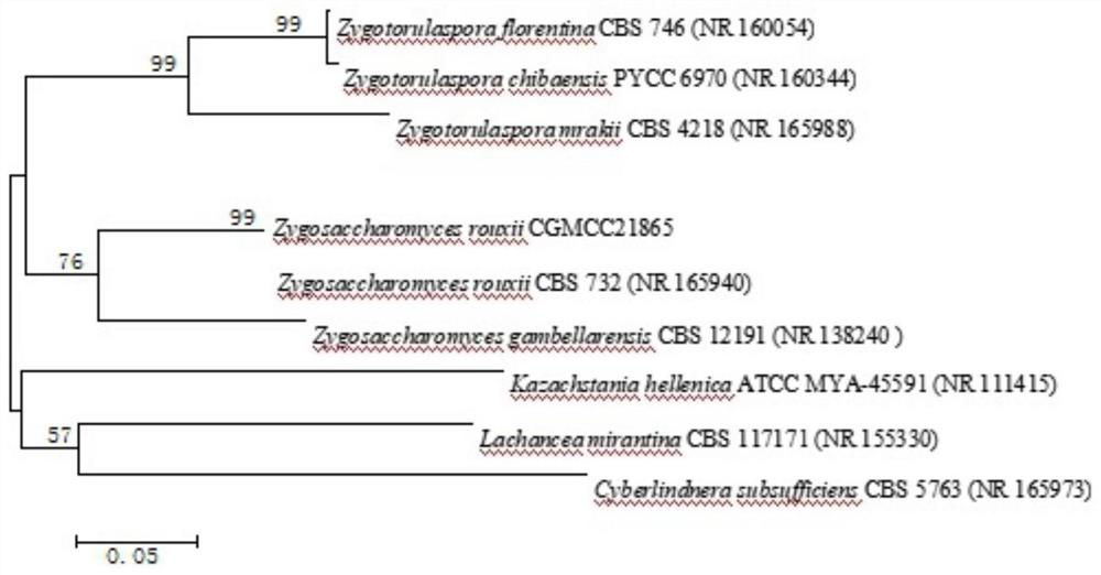 A kind of Zygomyces rouckeri and its application in reducing biogenic amines in soy sauce