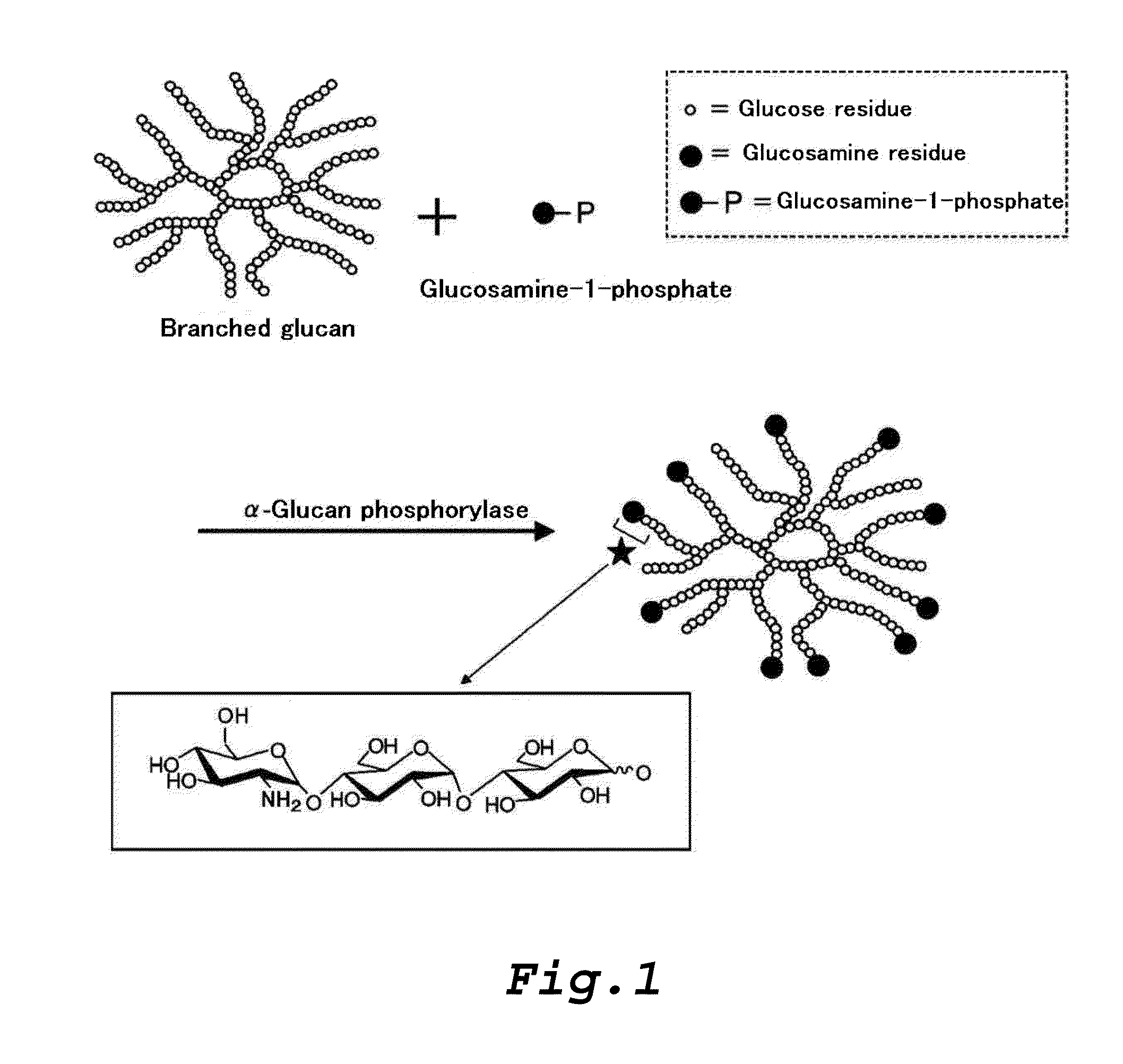 Amino sugar-containing glucan, method for producing same, and use thereof