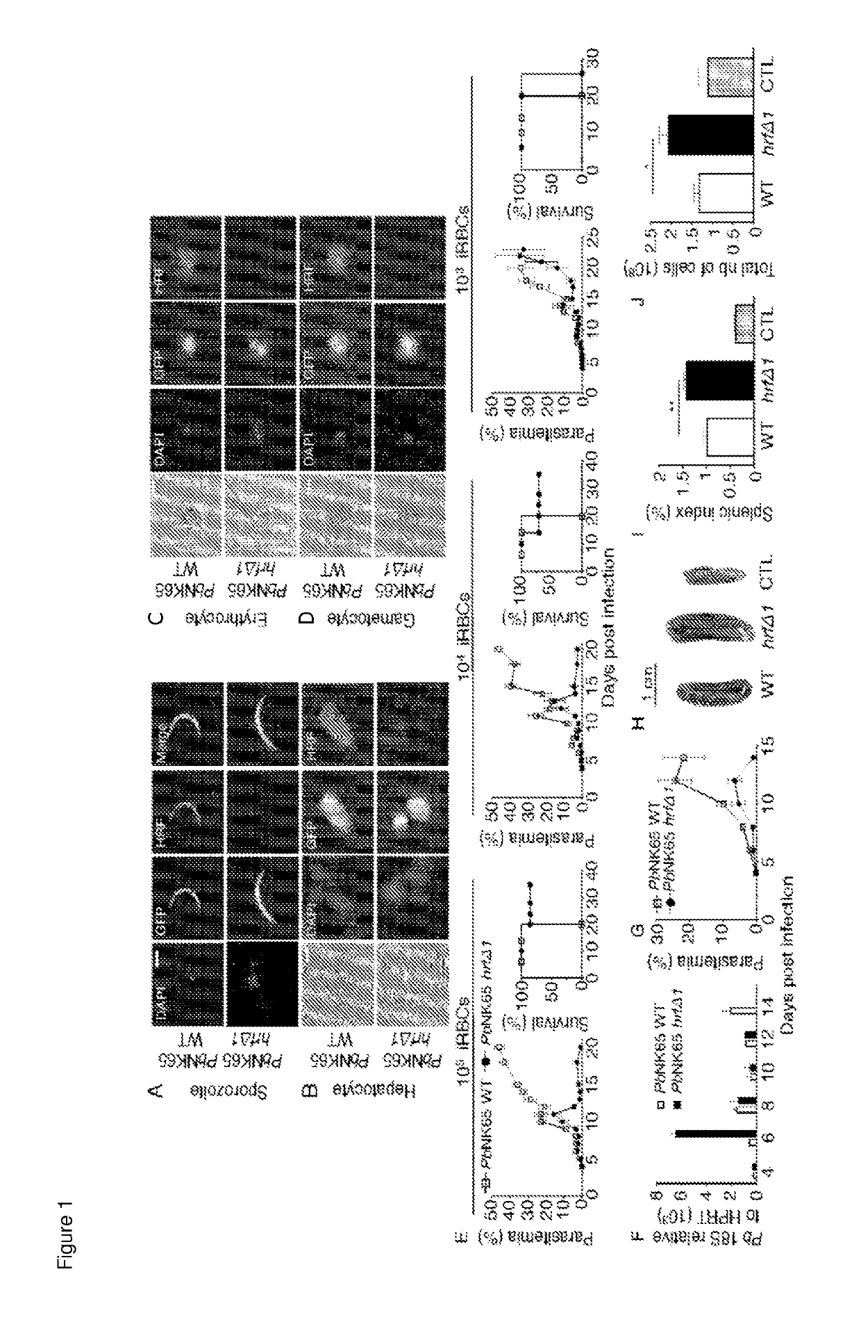 Plasmodium with histamine releasing factor (HRF) deficiency for use as a vaccine