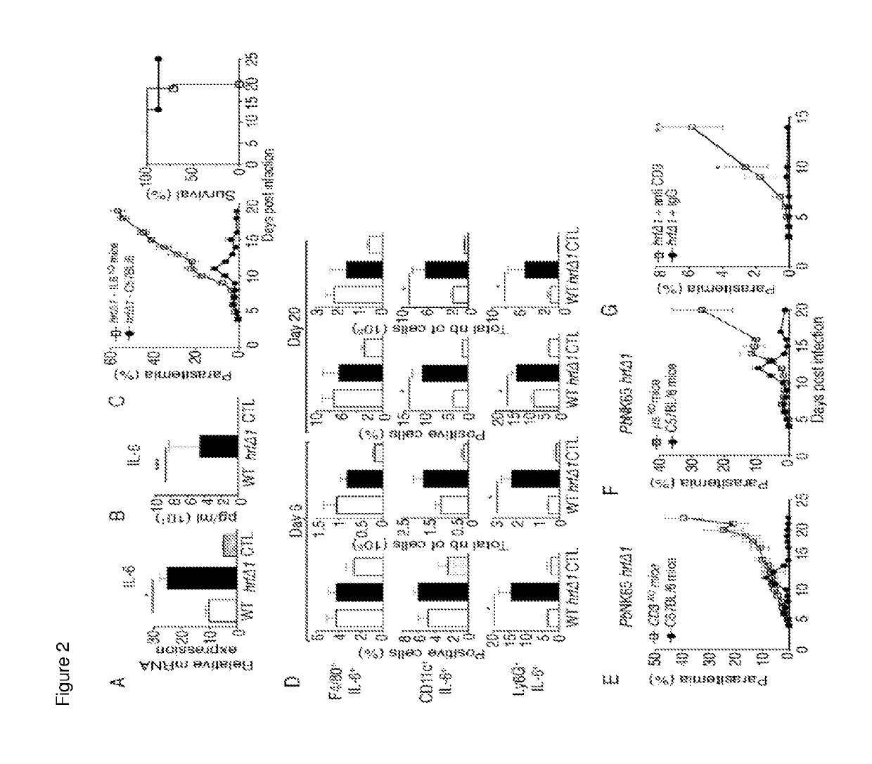 Plasmodium with histamine releasing factor (HRF) deficiency for use as a vaccine