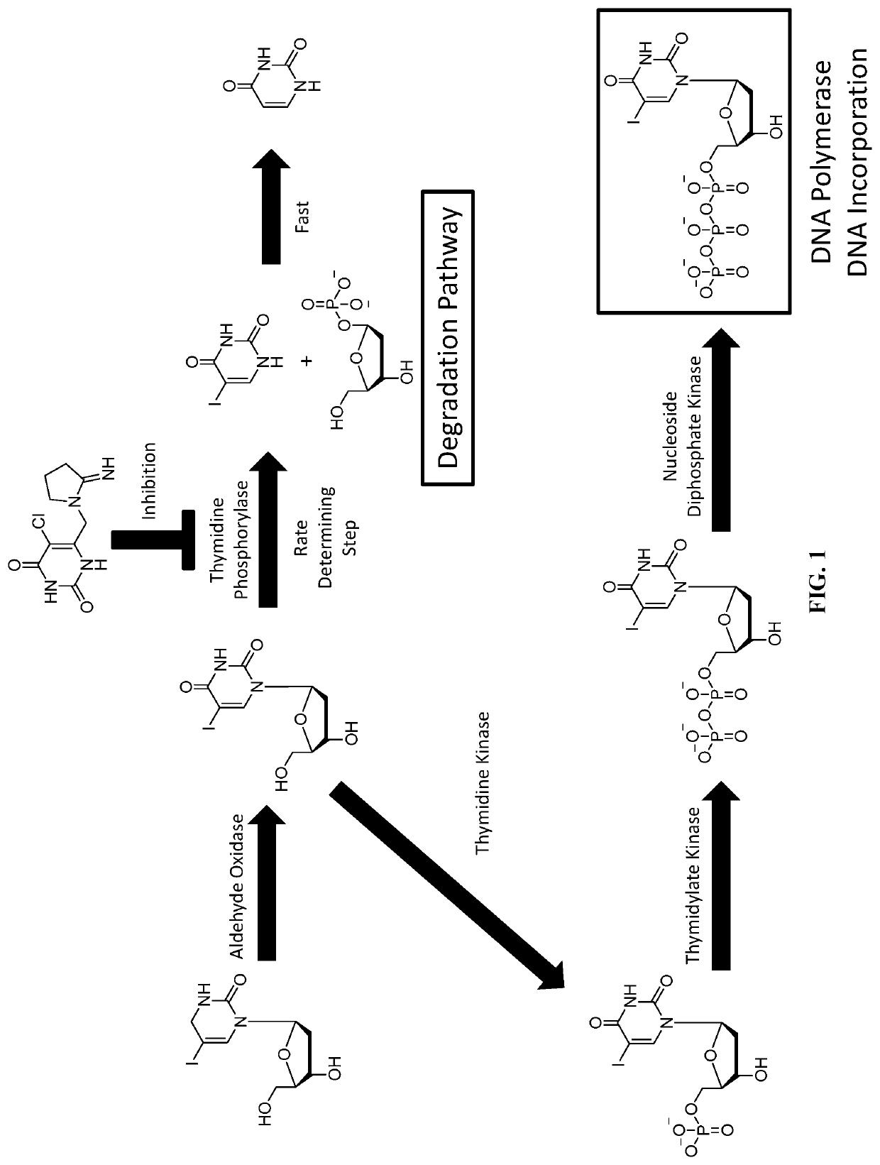 Methods And Compositions For Cancer Therapies That Include Delivery Of Halogenated Thymidines And Thymidine Phosphorylase Inhibitors In Combination With Radiation