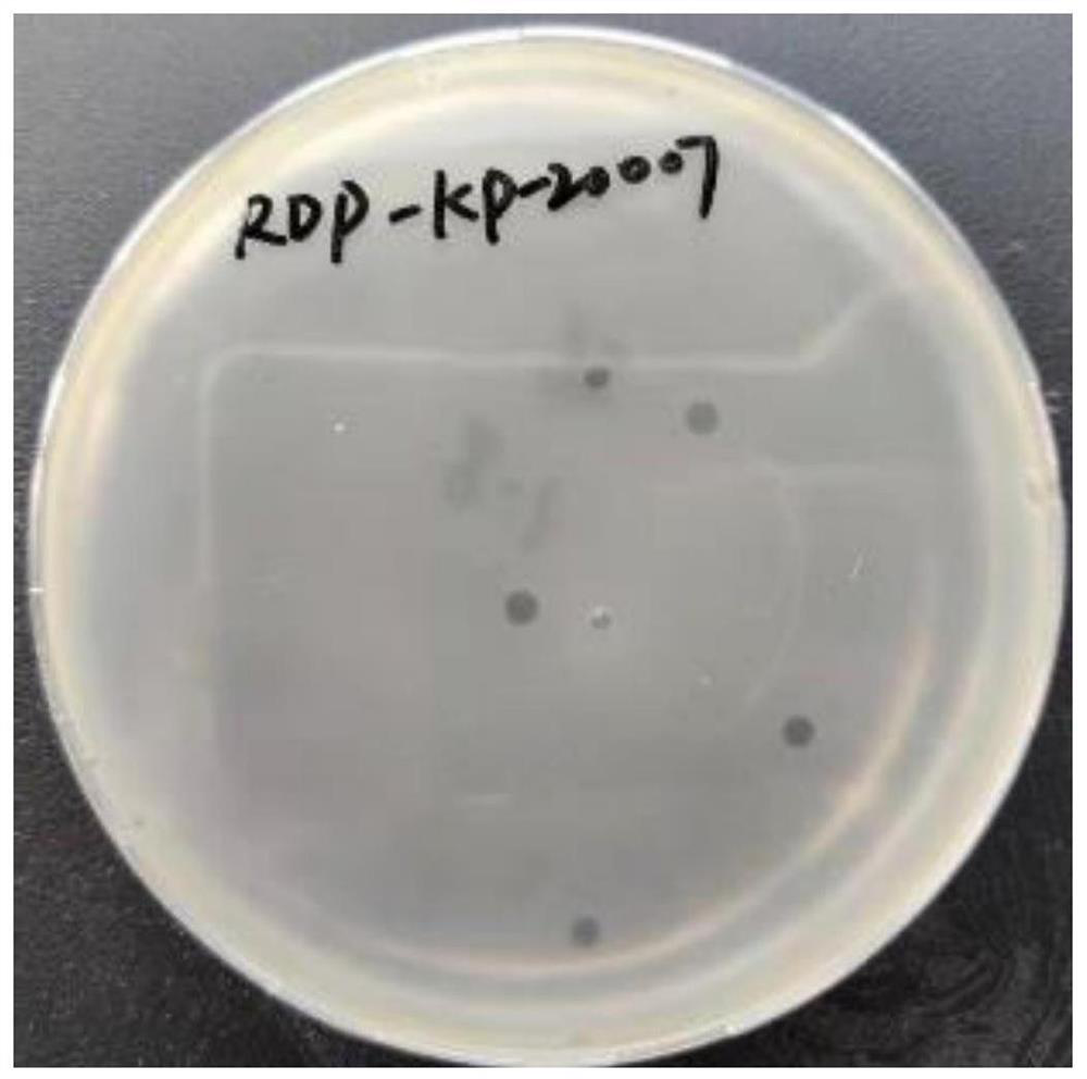 High-lysis klebsiella pneumoniae bacteriophage RDP-KP-20007 and application thereof