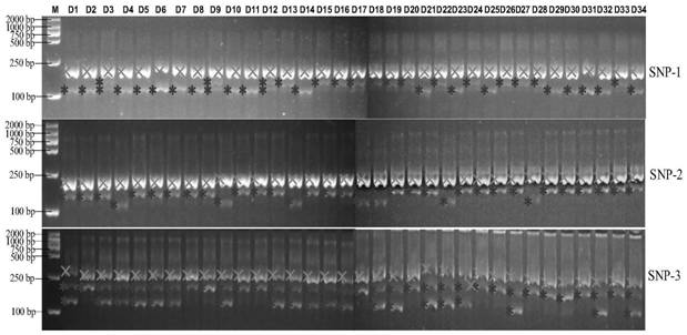Complete set of primer pairs for constructing semi-glutinous japonica rice variety DNA (Deoxyribonucleic Acid) fingerprint library, and screening method and application of complete set of primer pairs