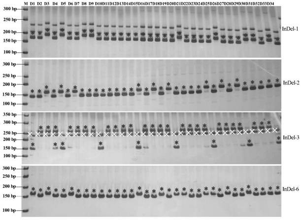 Complete set of primer pairs for constructing semi-glutinous japonica rice variety DNA (Deoxyribonucleic Acid) fingerprint library, and screening method and application of complete set of primer pairs
