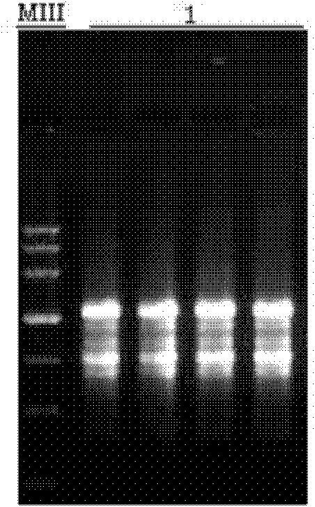 Method for extracting total ribonucleic acid from plants with polysaccharide and polyphenol by using silica membrane