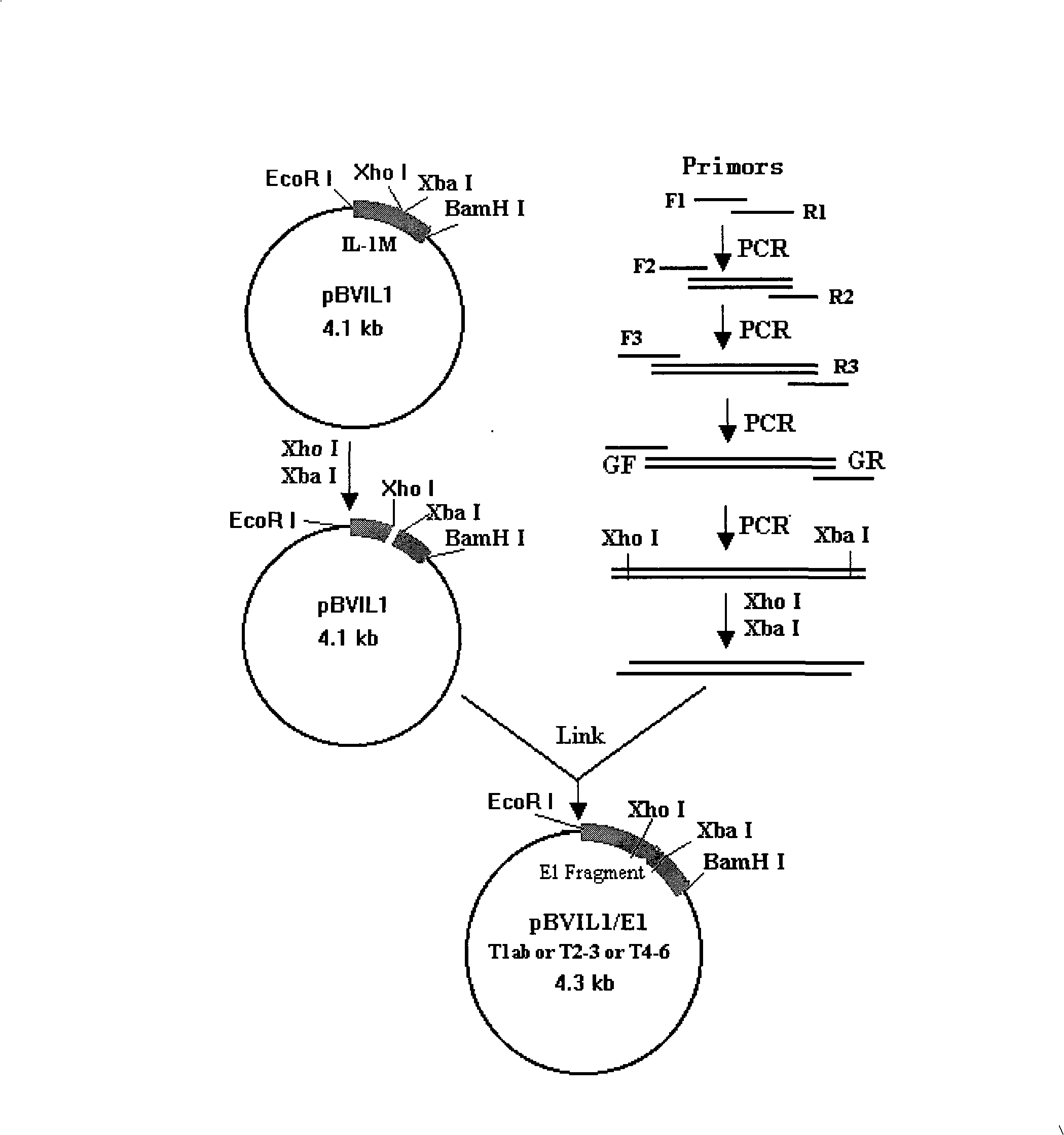 Multi-type HCV-E1 epitope complex immunogen, encoding gene and application thereof