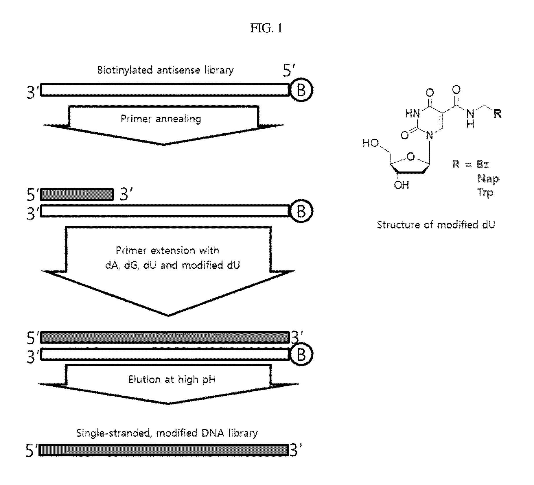 Aptamer which selectively binds to ERBB2 receptor and uses thereof