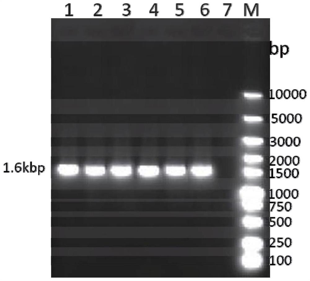 Recombinant feline herpesvirus type 1 gb-gd protein and its application