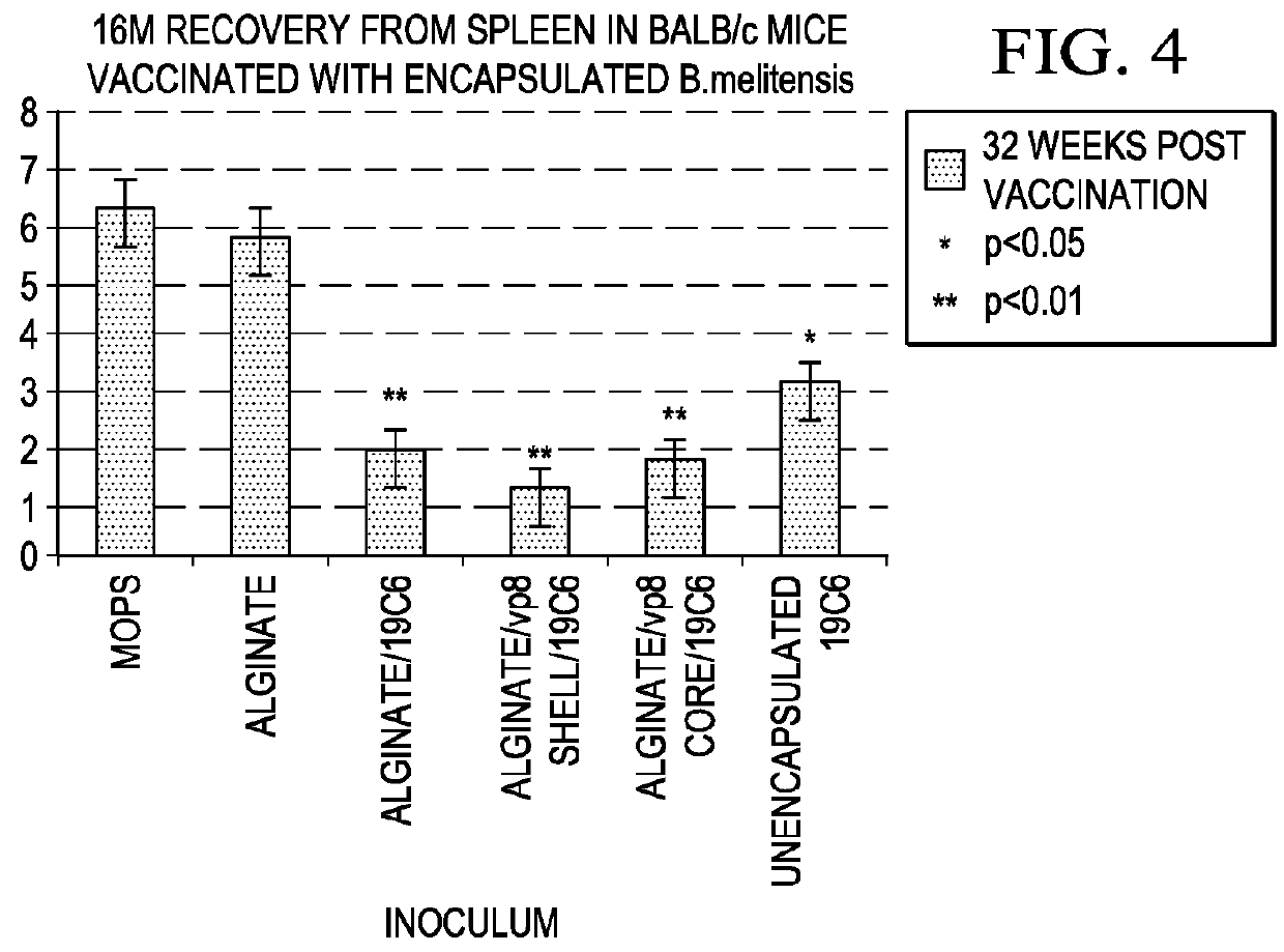 Controlled release vaccines and methods for treating <i>Brucella </i>diseases and disorders