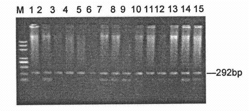 A molecular identification method of chicken recessive white feather gene