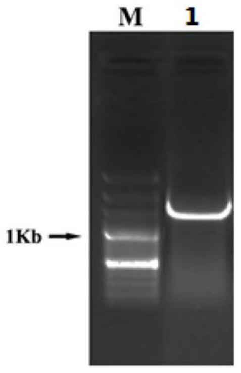 Chinese cabbage B-type response regulatory factor gene BrRR10 and application thereof