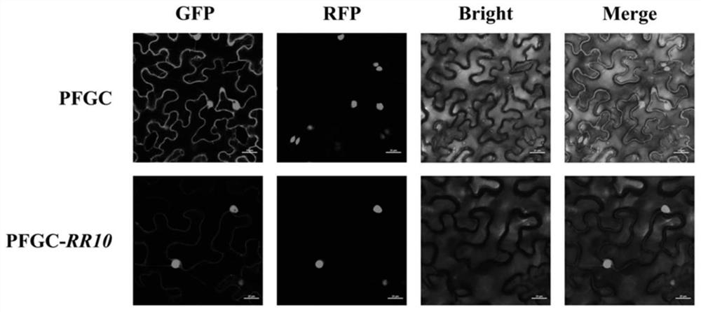 Chinese cabbage B-type response regulatory factor gene BrRR10 and application thereof