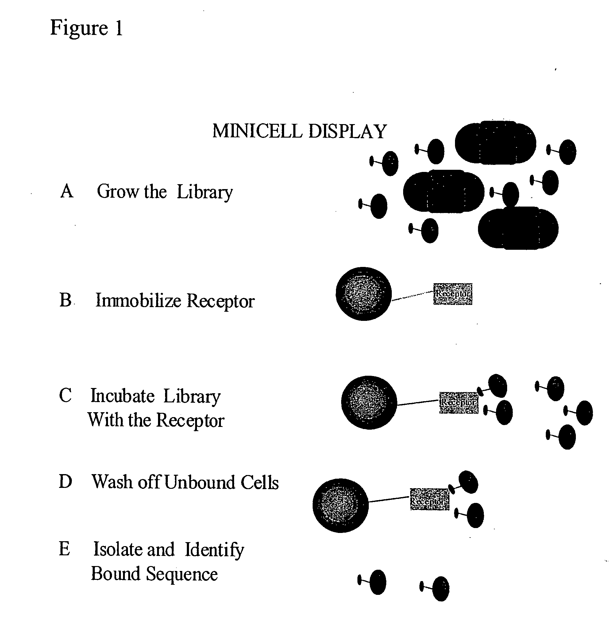Methods to screen peptide display libraries using minicell display