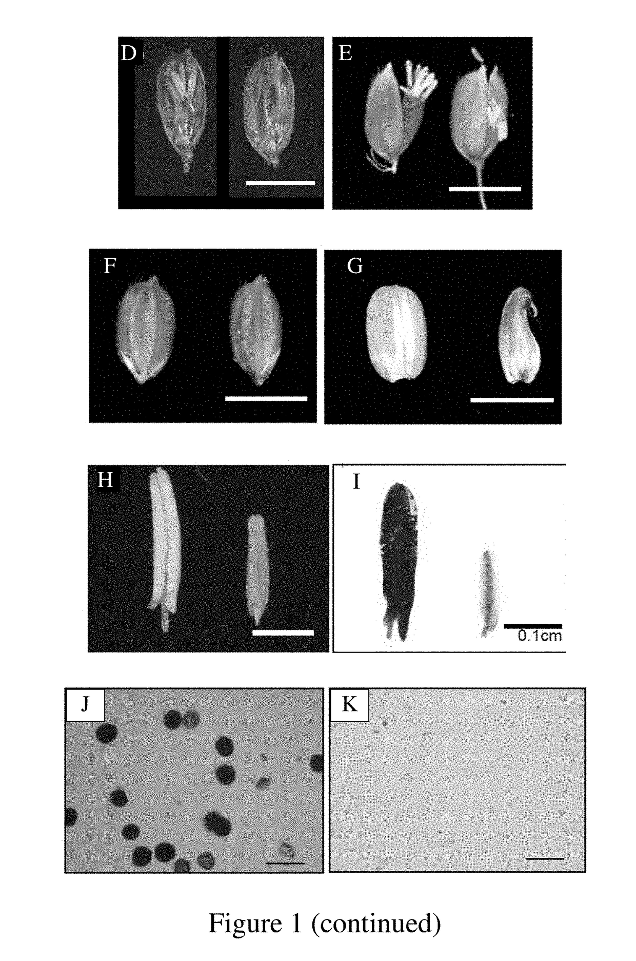 Mutated nucleotide molecule, and transformed plant cells and plants comprising the same