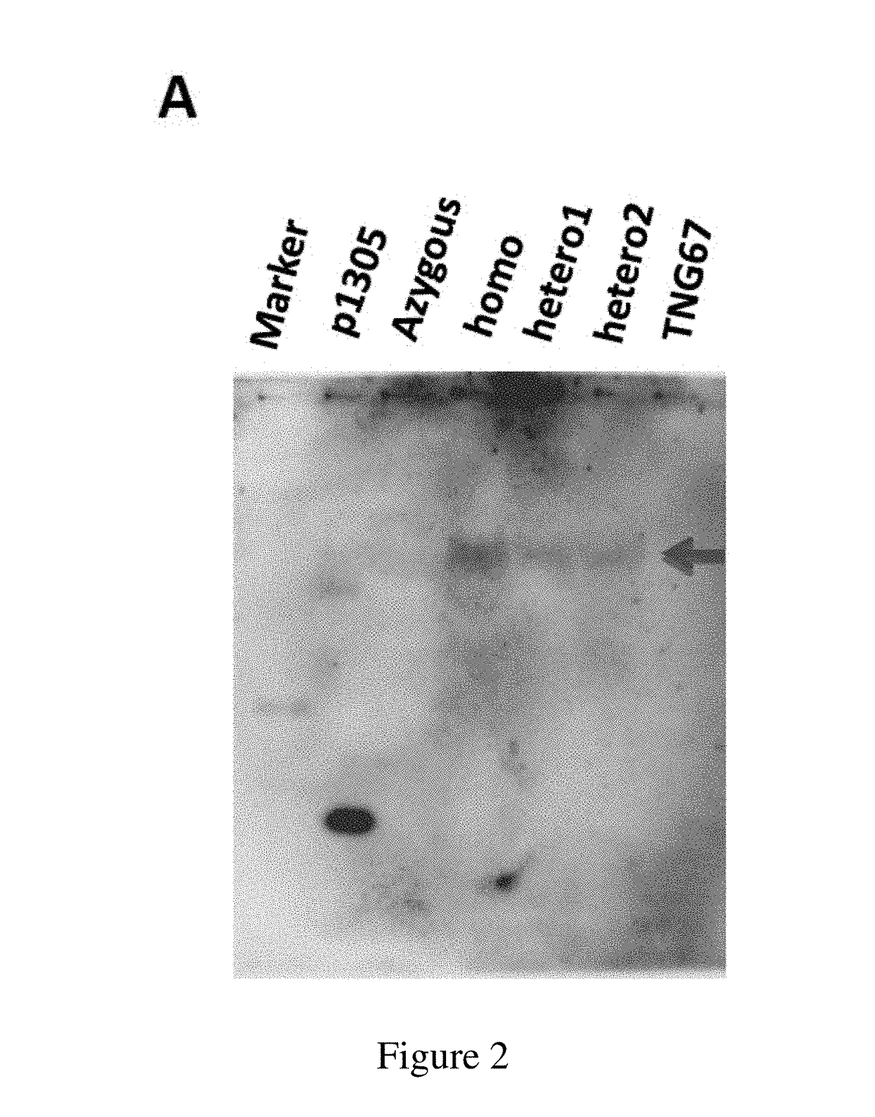 Mutated nucleotide molecule, and transformed plant cells and plants comprising the same